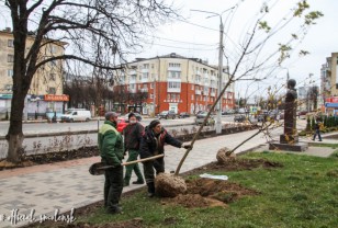 35 клёнов дополнительно высадили в Смоленске на улице Николаева