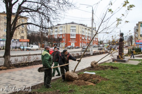 35 клёнов дополнительно высадили в Смоленске на улице Николаева 