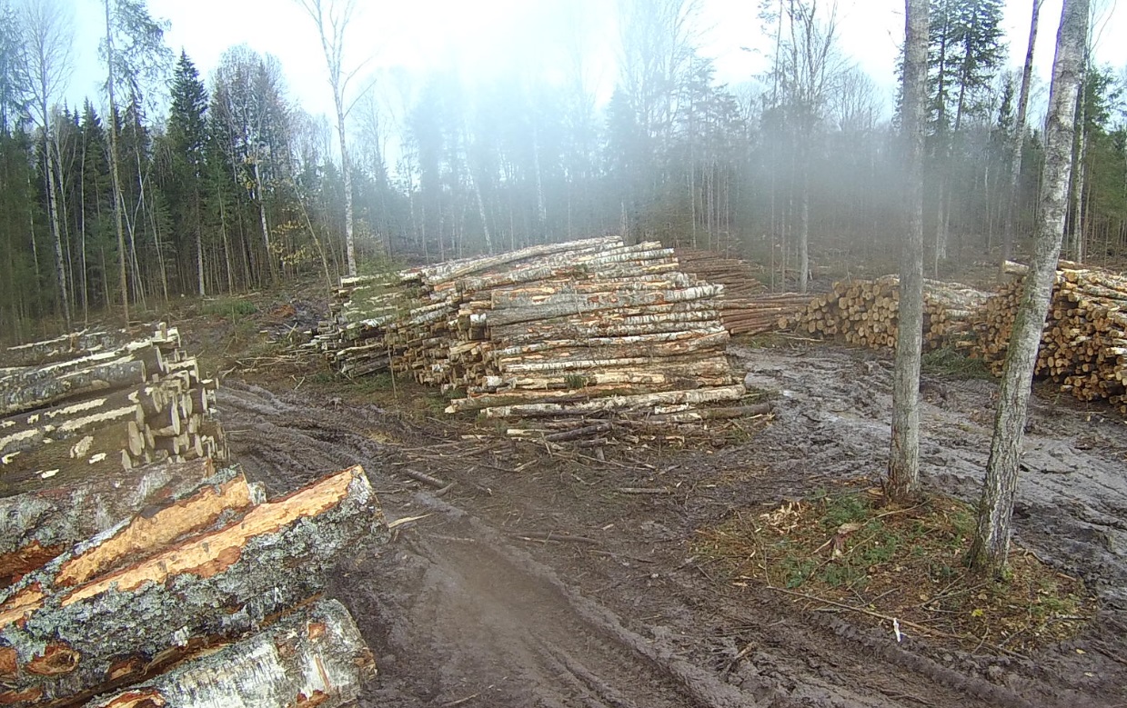В Угранском лесничестве незаконно вырубили деревьев почти на 4 млн рублей