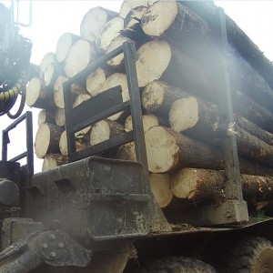 В Угранском лесничестве незаконно вырубили деревьев почти на 4 млн рублей