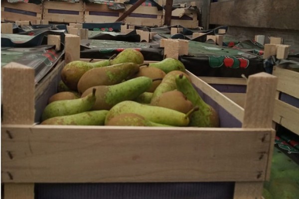 40 тонн фруктов задержали смоленские таможенники