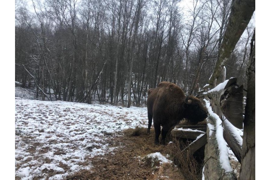 В Смоленское Поозерье вернулся зубр Ярик