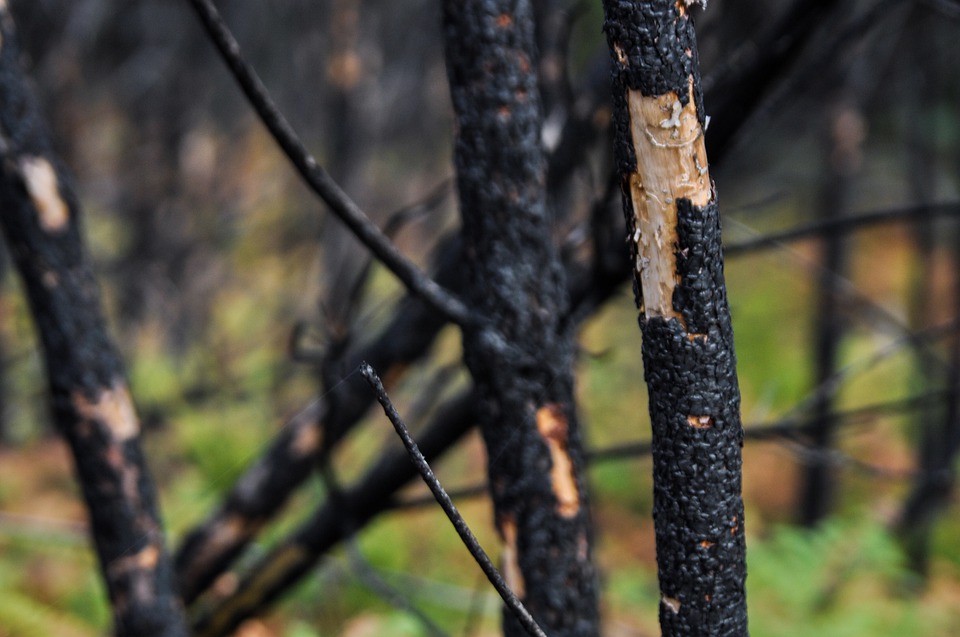 На Смоленщине разрабатывают Сводный план тушения лесных пожаров на 2021 год