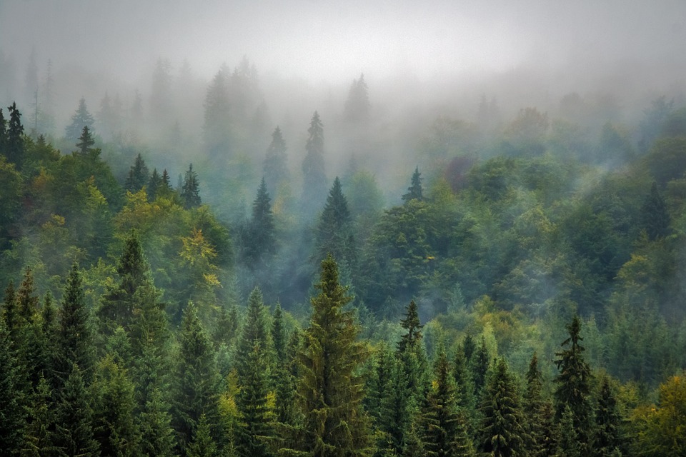Смоленские леса принесли в бюджетную систему 465 миллионов рублей