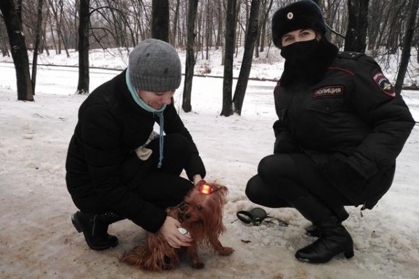 Собаководам Смоленска напомнили о важности  световозвращателей