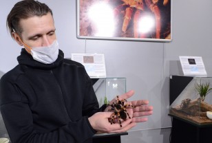 В смоленском КВЦ имени Тенишевых работает выставка «Удивительный мир пауков»