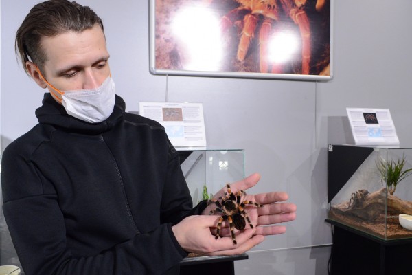 В смоленском КВЦ имени Тенишевых работает выставка «Удивительный мир пауков»