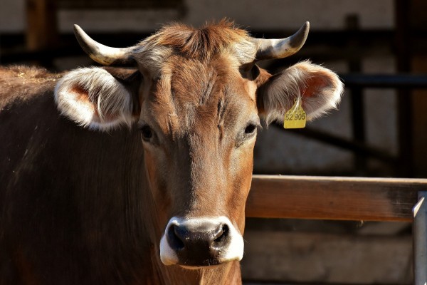 1265 голов молодняка крупного рогатого скота реализовали племхозяйства Смоленской области