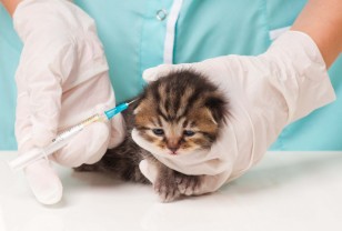 В Смоленской области вакцинировали около 3,5 млн животных в прошлом году