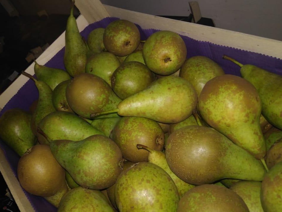 Смоленские таможенники задержали два автомобиля с грушами и яблоками