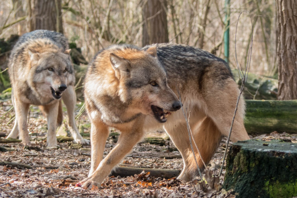 В Смоленской области активно борются с волками