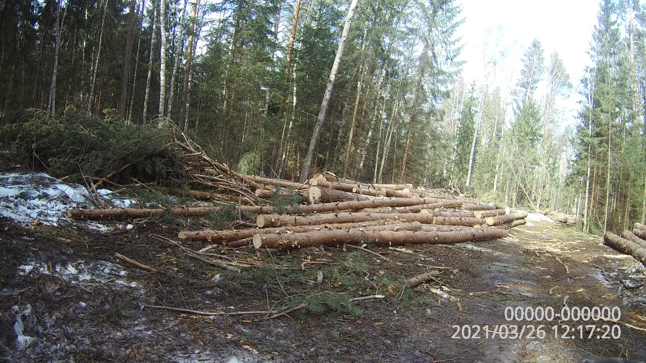 В Смоленской области выявили незаконную рубку лесных насаждений 