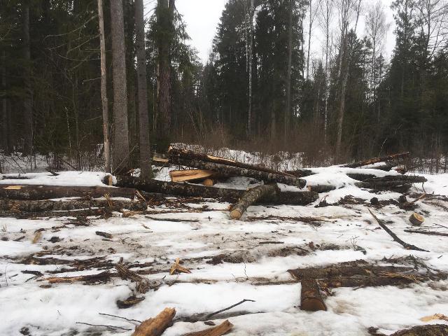 Житель Рославльского района вырубил лес на полтора миллиона рублей