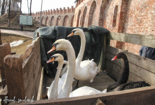 Лебеди вернулись в Лопатинский сад города Смоленска
