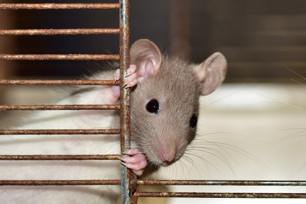 Смолянам напомнили об инфекционных заболеваниях, передающихся крысами