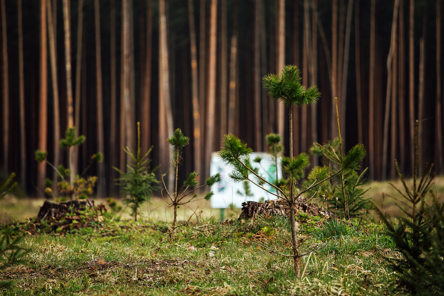 Древесный баланс: как смоленские предприниматели дарят лесу новую жизнь
