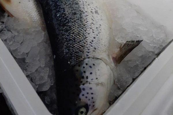 В Смоленской области пресекли нелегальную попытку ввоза около тонны охлажденной рыбы