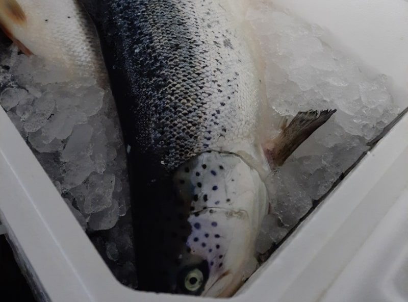 В Смоленской области пресекли нелегальную попытку ввоза около тонны охлажденной рыбы