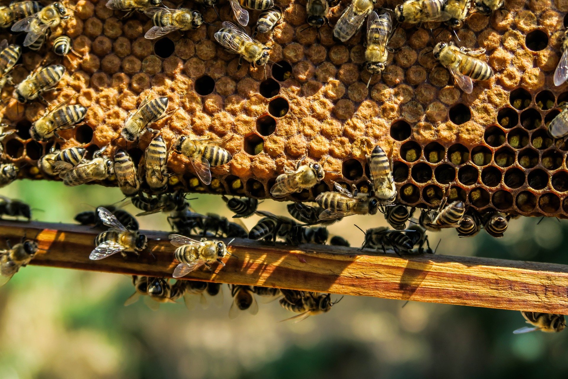 Смолянам напоминают: содержание и разведение пчел – ответственный процесс 