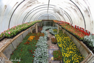 В Смоленске вырастили 100 тысяч растений для городских клумб