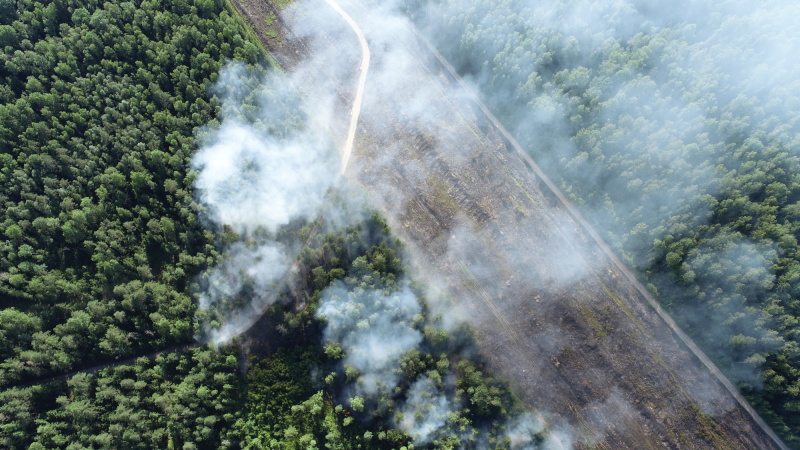 В Руднянском районе предотвратили лесной пожар