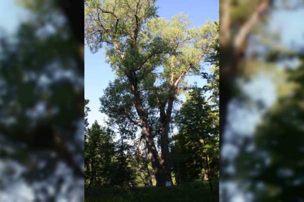 Смоленский «Тополь графа Панина» продолжает борьбу за звание главного дерева России