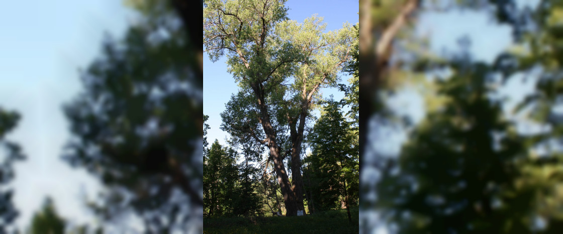 Смоленский «Тополь графа Панина» продолжает борьбу за звание главного дерева России