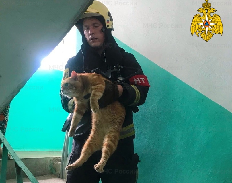 Более десятка кошек спасли пожарные на улице Кирова в Смоленске