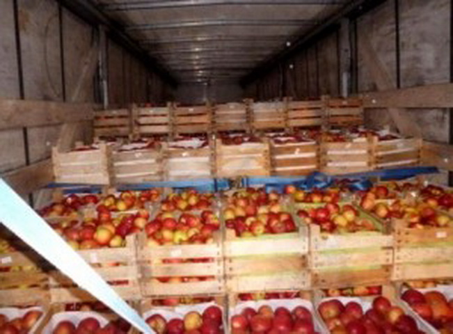 В Смоленской области уничтожили более 19 тонн яблок неизвестного качества