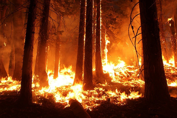 В Ярцевском районе ликвидировали лесной пожар