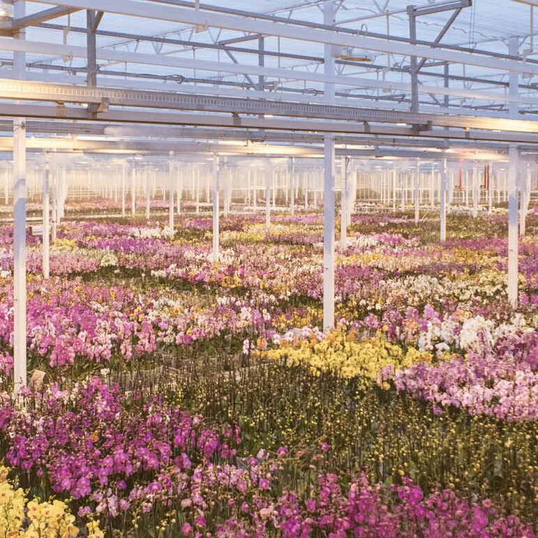 На Смоленщине построят высокотехнологичный тепличный комплекс по выращиванию орхидей