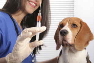 В Смоленске продолжается вакцинация домашних животных против бешенства