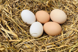 В Смоленской области возросло производство яиц