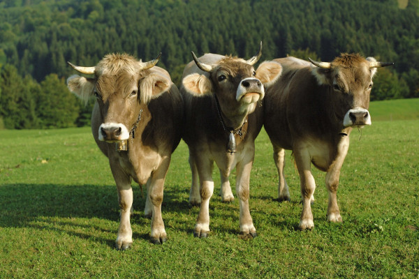 25 коров бурой швицкой породы из Велижского района экспортировали в Абхазию 