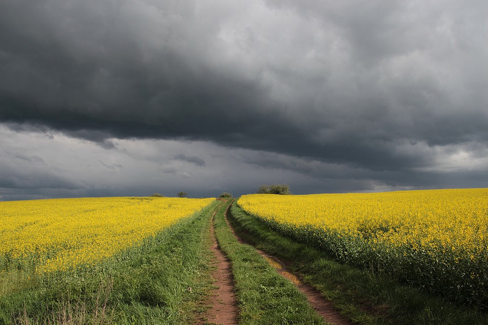 В Смоленской области из-за грозы объявили «желтый» уровень опасности