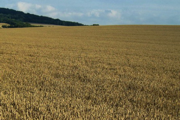 В Смоленской области в сельскохозяйственный оборот ввели 221 га ранее зараставших земель