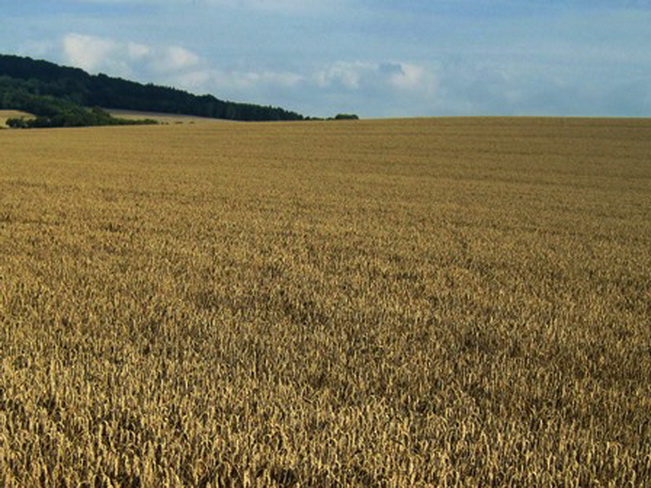 В Смоленской области в сельскохозяйственный оборот ввели 221 га ранее зараставших земель