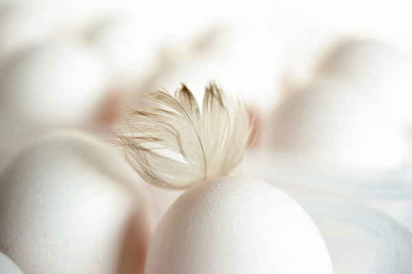 В Смоленскую область запретили ввоз более 123 тысяч штук инкубационных яиц