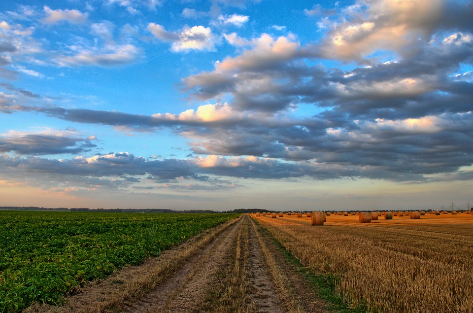 7,2 тысячи гектаров неиспользуемых земель ввели в сельхозоборот Смоленской области в этом году