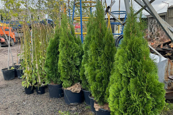 В Смоленске высадят более сотни новых деревьев и кустарников