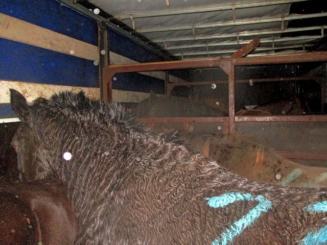 В Смоленской области пресекли нелегальный ввоз 29 лошадей
