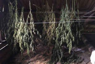 Смоленская полиция нашла несколько килограммов марихуаны на чердаке заброшенного дома