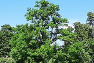 Ясень из Хмелиты вошел в программу «Деревья – памятники живой природы»