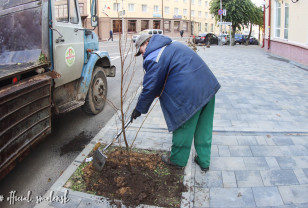 В Смоленске приступили к высадке новых деревьев