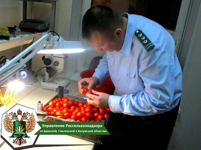 В Смоленской области пресекли попытку ввоза свыше 6 тонн зараженных томатов