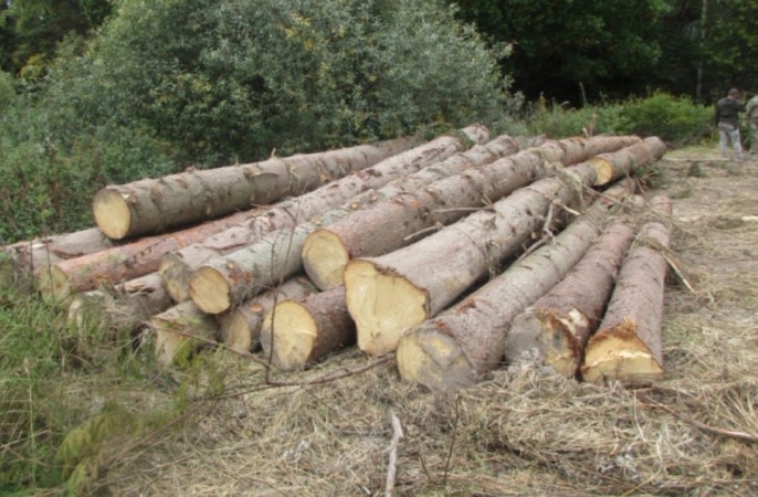 В Смоленской области незаконно вырубили лес на 5 миллионов рублей