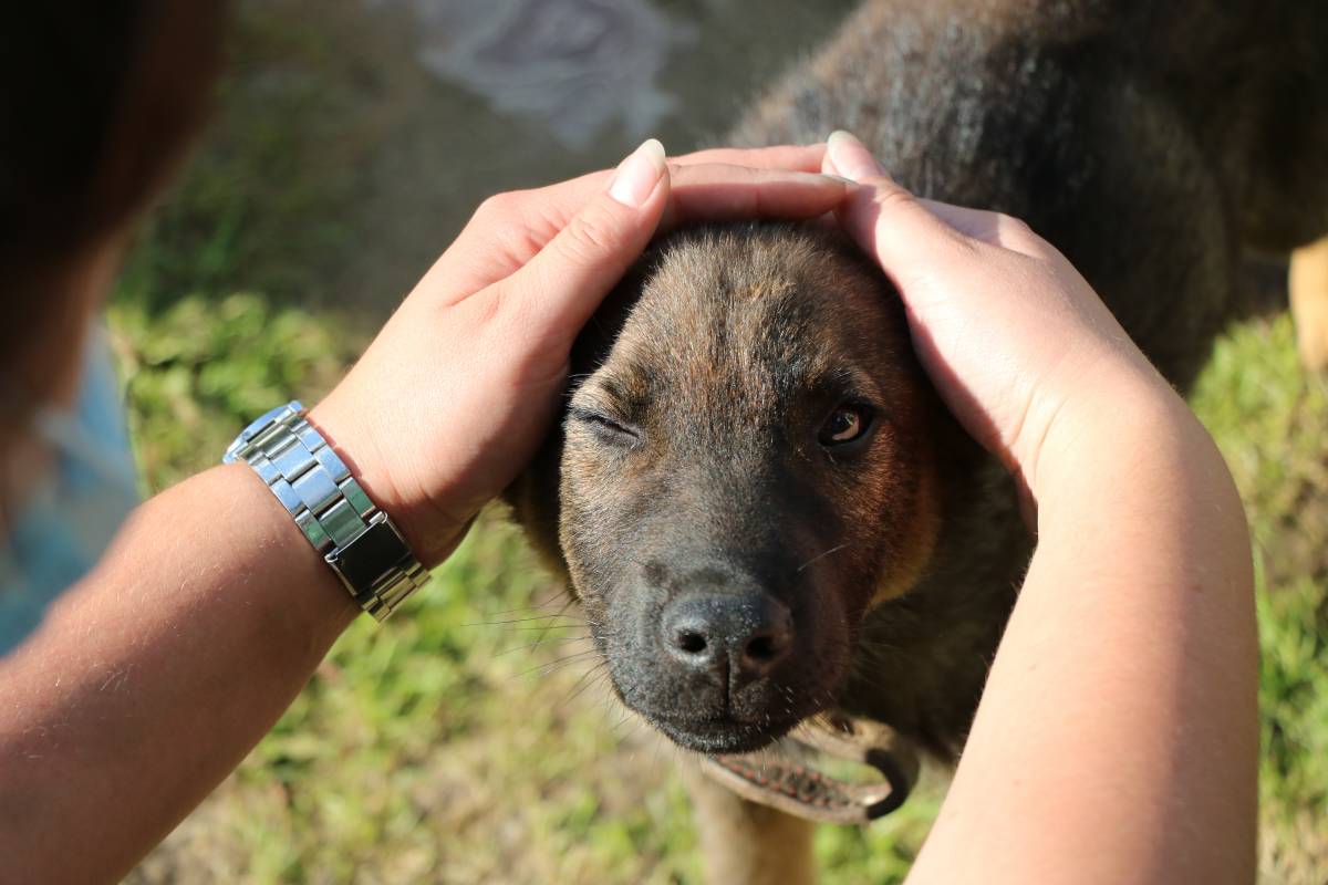 В Госдуме поддержали законопроект «Единой России» о штрафах за выброшенных животных
