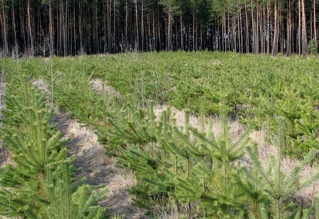 В Смоленской области проанализировали итоги лесовосстановительных работ