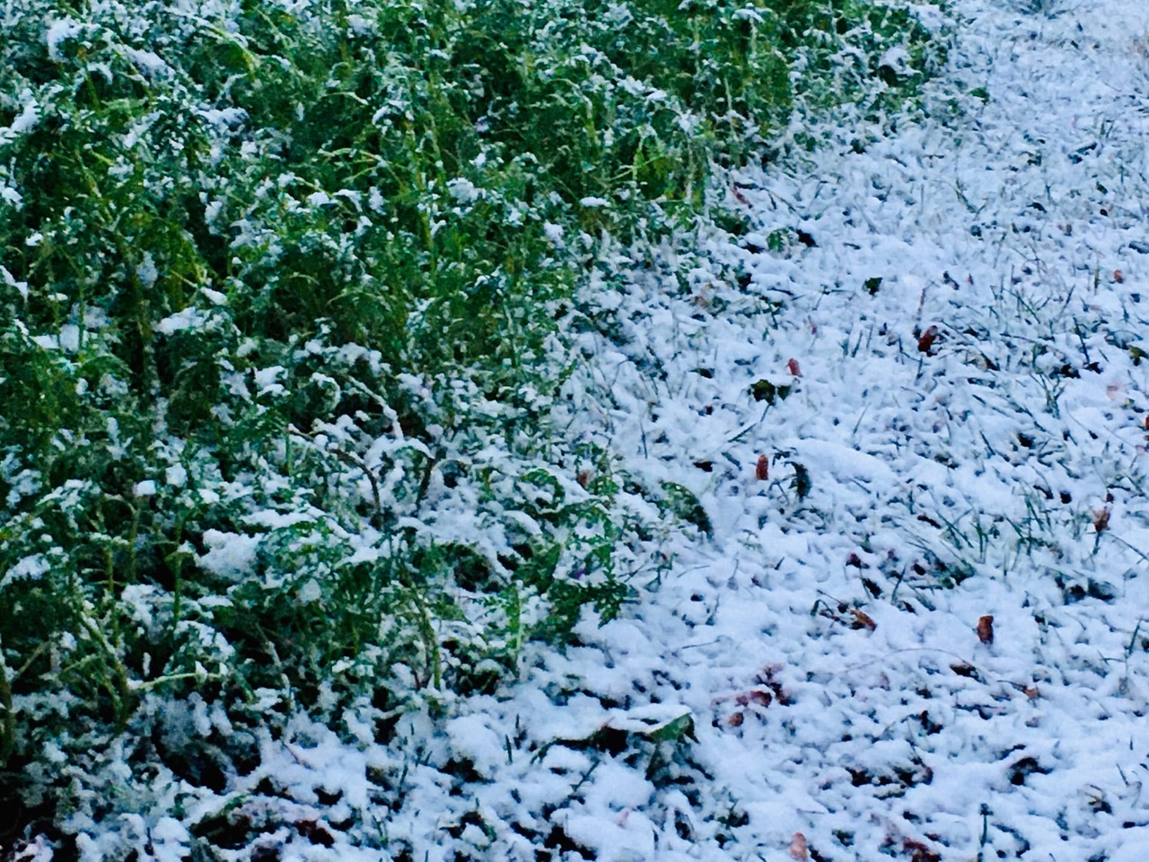 14 ноября в Смоленской области ожидают мокрый снег