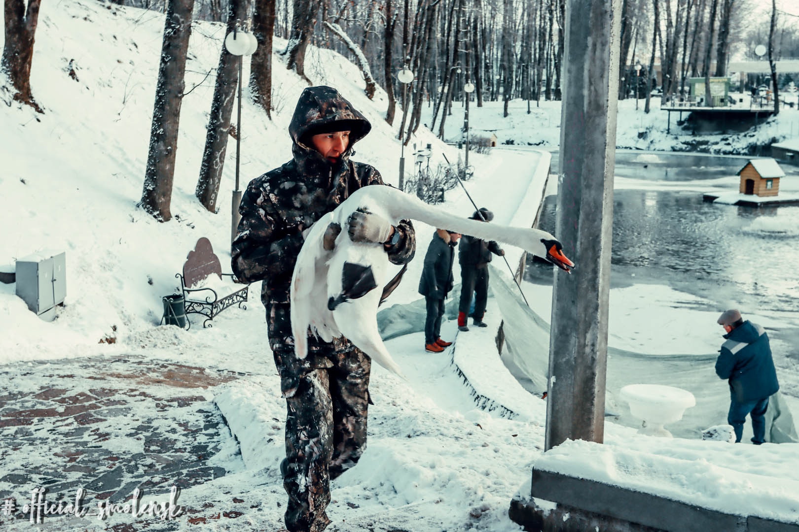 В Смоленске лебеди из пруда в Лопатинском парке отправились на зимние каникулы 